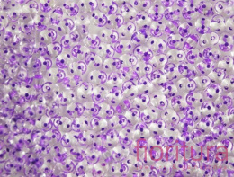 KORALIKI SUPERDUO 2,5x5MM NR 44829CR PURPLE LINED-CRYSTAL